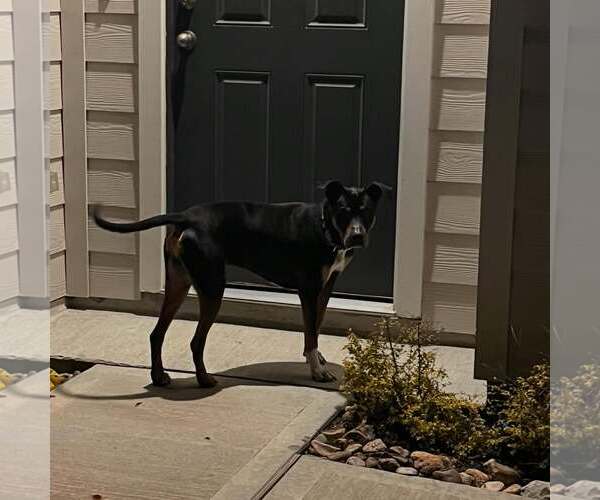 Medium Photo #9 Boxador Puppy For Sale in Houston, TX, USA