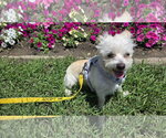 Small #1 Mutt