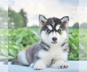 Siberian Husky Puppy for sale in GLEN ALLEN, VA, USA