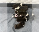 Image preview for Ad Listing. Nickname: Litter of 5