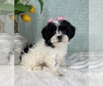 Small Photo #3 ShihPoo Puppy For Sale in FRANKLIN, IN, USA