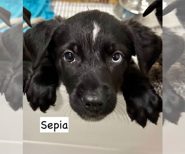 Medium Photo #1 Borador Puppy For Sale in GILBERTS, IL, USA