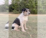 Small Photo #4 Mutt Puppy For Sale in PIPE CREEK, TX, USA