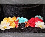Puppy Vino Chihuahua