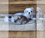 Small #1 Shih Tzu Mix
