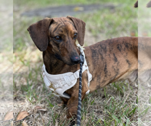Dachshund Dogs for adoption in Weston, FL, USA