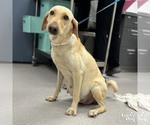 Small #2 Labrador Retriever Mix