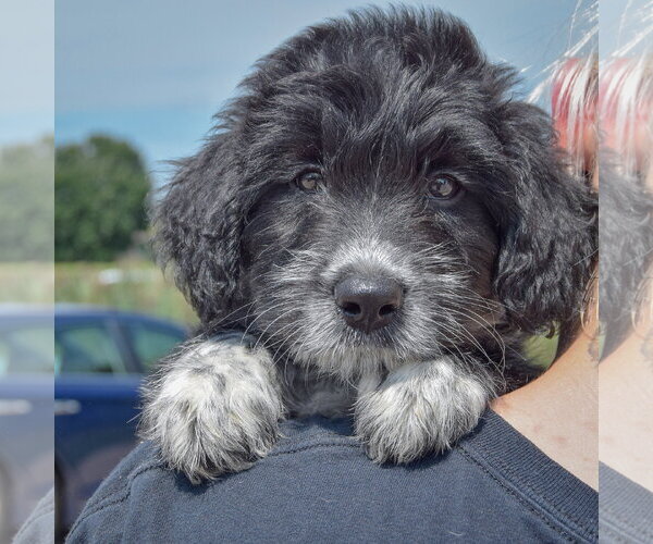 Medium Photo #6 Mutt Puppy For Sale in Huntley, IL, USA