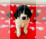 Small #2 Great Pyrenees Mix
