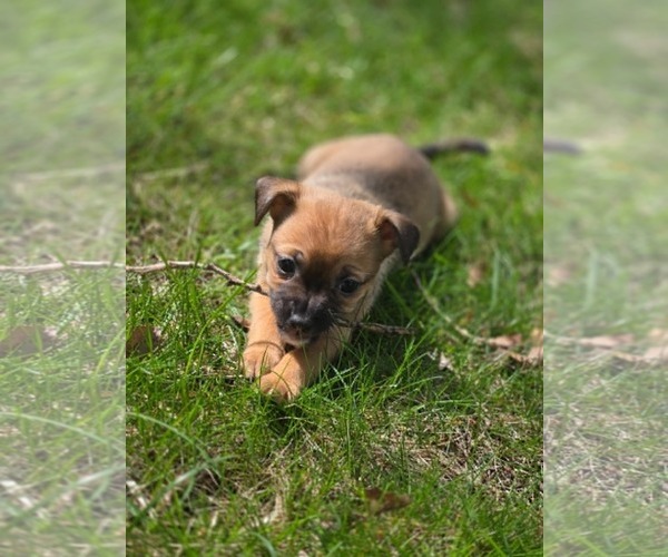 Medium Photo #2 Chihuahua-Unknown Mix Puppy For Sale in Plainfield, IL, USA