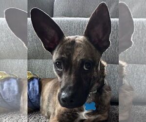 Mutt Dogs for adoption in Plainfield, IL, USA