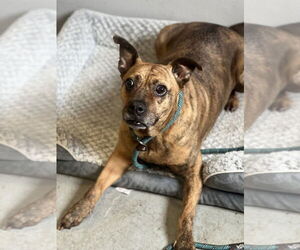 Avia - Female American Staffordshire Terrier-Boxer Mix Dog for Adoption - Photo #5