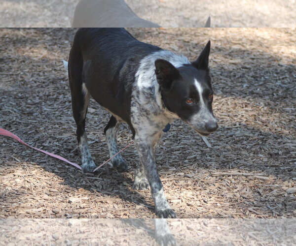 Medium Photo #2 Mutt Puppy For Sale in Paso Robles, CA, USA