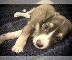 Small #2 Labrador Retriever Mix