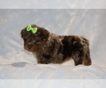 Small #8 ShihPoo