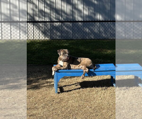 Medium Photo #20 Boxer-Unknown Mix Puppy For Sale in Evansville, IN, USA