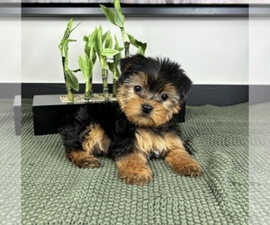 Yorkshire Terrier Puppy for sale in FRANKLIN, IN, USA