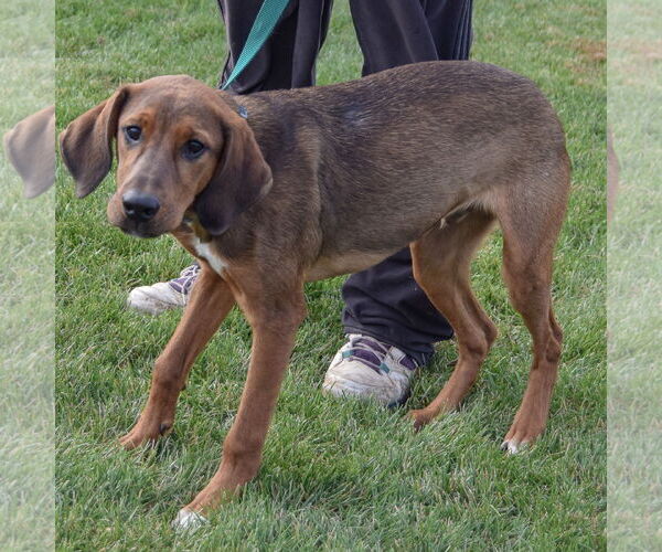 Medium Photo #2 Labrador Retriever-Redbone Coonhound Mix Puppy For Sale in Huntley, IL, USA