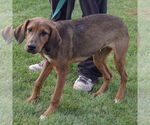 Small #1 Labrador Retriever-Redbone Coonhound Mix