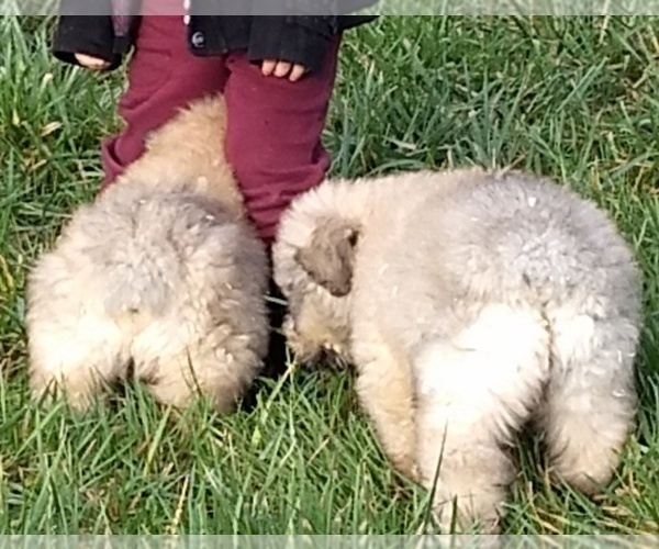 Medium Photo #6 Bouvier Des Flandres Puppy For Sale in AMBOY, WA, USA