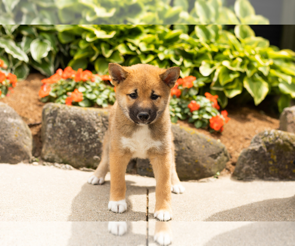 Medium Photo #3 Shiba Inu Puppy For Sale in MILLERSBURG, IN, USA