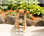 Small #2 Shiba Inu
