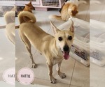 Small #5 Saluki-Whippet Mix
