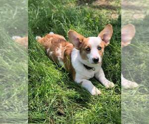 Father of the Welsh Cardigan Corgi puppies born on 09/29/2022
