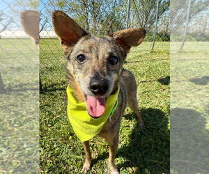 Mutt Dogs for adoption in San Leon, TX, USA