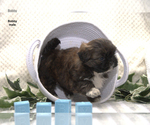 Small #3 Shih Tzu