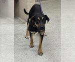 Small Pointer-Rottweiler Mix