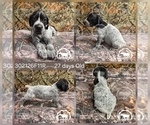 Small #3 German Shorthaired Pointer