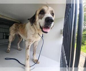 Anatolian Shepherd-Unknown Mix Dogs for adoption in Houston, TX, USA