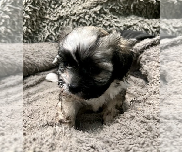 Medium Photo #60 Zuchon Puppy For Sale in RENO, NV, USA