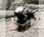 Small Photo #60 Zuchon Puppy For Sale in RENO, NV, USA