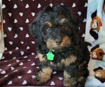 Small Photo #3 Miniature Bernedoodle Puppy For Sale in FAIRMONT, WV, USA