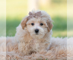 Small Photo #1 Maltipoo (Miniature) Puppy For Sale in WARSAW, IN, USA