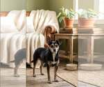 Mini - Female Chihuahua-Unknown Mix Dog for Adoption - Small photo