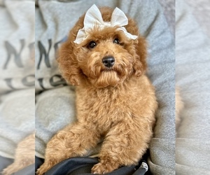 Poodle (Toy) Puppy for sale in SACRAMENTO, CA, USA