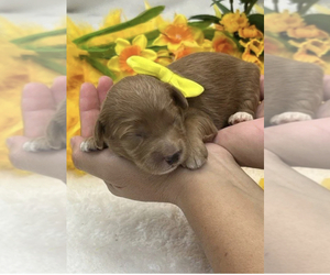 Goldendoodle (Miniature) Puppy for sale in BULLARD, TX, USA