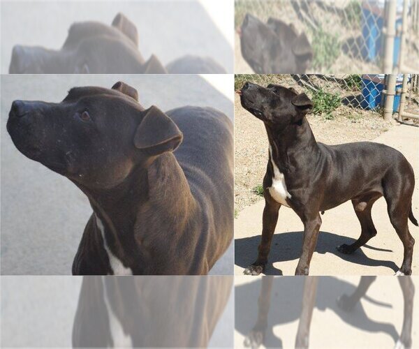 Medium Photo #1 American Pit Bull Terrier Puppy For Sale in Staley, NC, USA