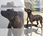 Small American Pit Bull Terrier