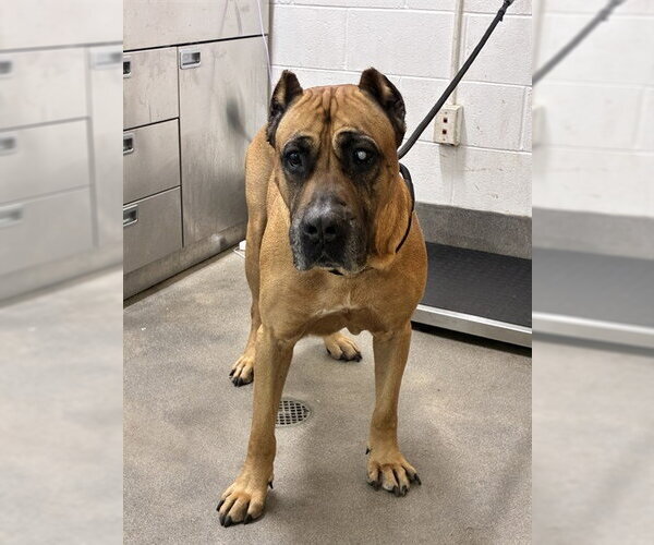Medium Photo #1 Presa Canario Puppy For Sale in Forestville, MD, USA