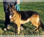 Small Photo #16 German Shepherd Dog Puppy For Sale in LOUISA, VA, USA