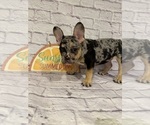 Small #4 French Bulldog