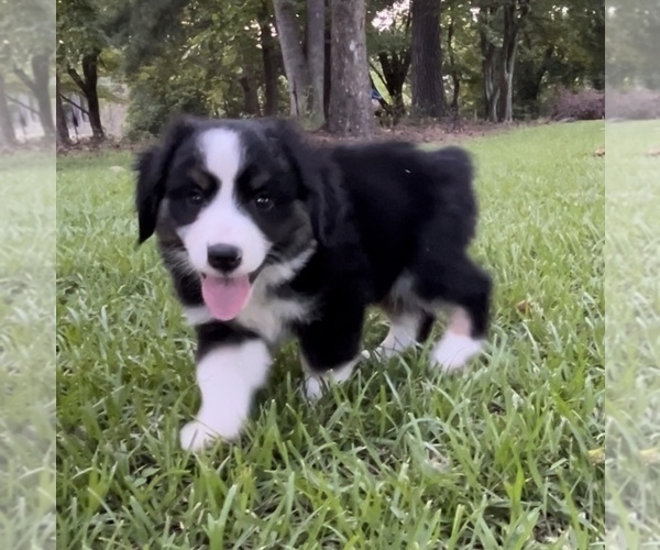 Medium Photo #15 Miniature Australian Shepherd Puppy For Sale in E LAURINBURG, NC, USA