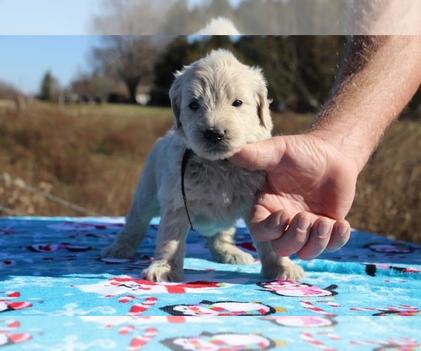 Medium Photo #27 Goldendoodle Puppy For Sale in UNION CITY, TN, USA