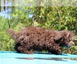 Small #13 ShihPoo