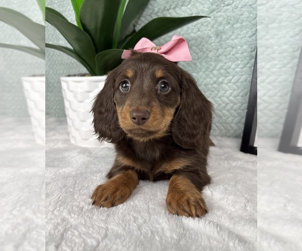 Medium Photo #6 Dachshund Puppy For Sale in FRANKLIN, IN, USA