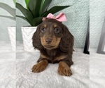 Small #5 Dachshund